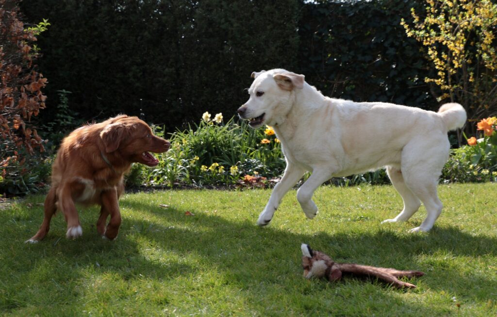 Dogs in the yard