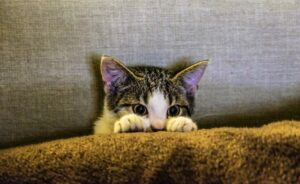 kitten on the couch