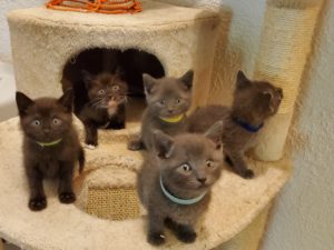 The "police" Foster kittens