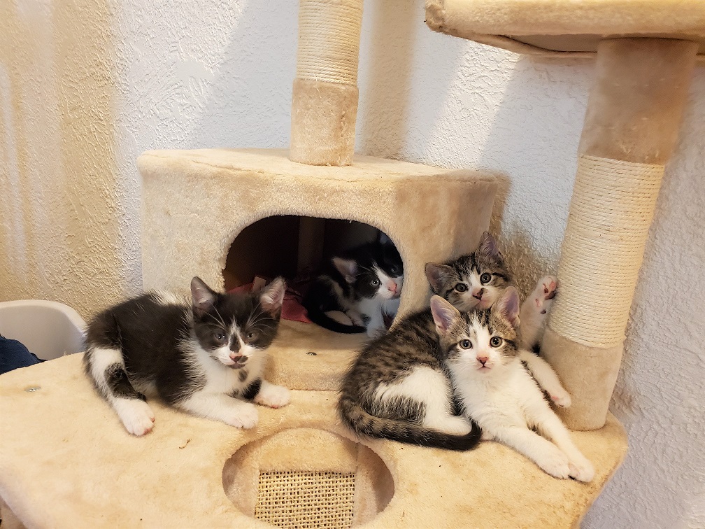 My first four foster kittens