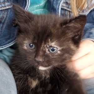 Foster kitten named Sprinkles
