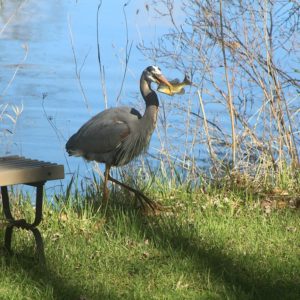 backyard wildlife in the exurbs