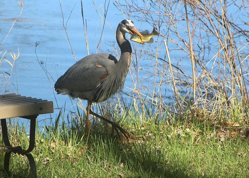 backyard wildlife in the exurbs