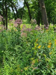 Pine Dunes Forest Preserve, Antioch IL