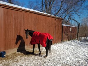 Horse Property in Wadsworth