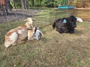 Petting Zoo from Patch 22 at the Wadsworth Anniversary party