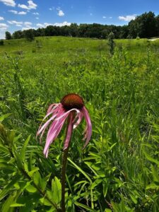 Echinacea in a field
