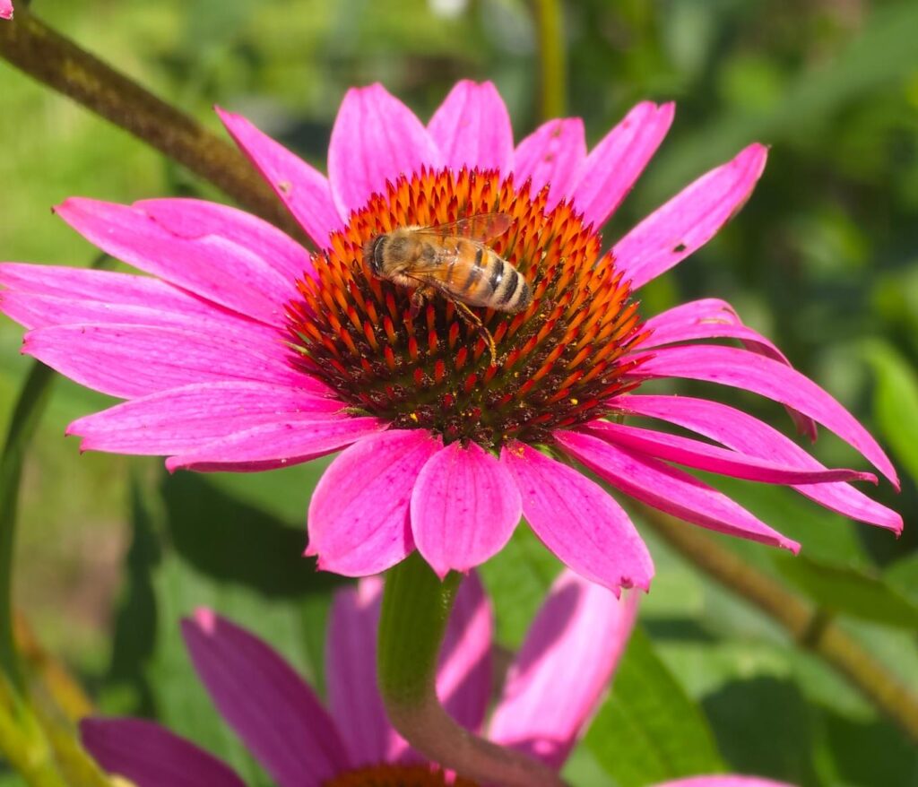 Bee on Echinacea